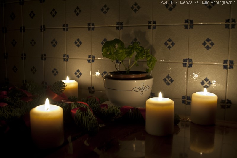 A small plant of basil in the kitchen
