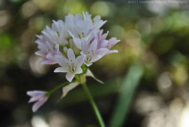 Garlic, a natural healthy ingredient for a very simple and tasty Italian recipe, ‘Spaghetti alla Carrettiera’