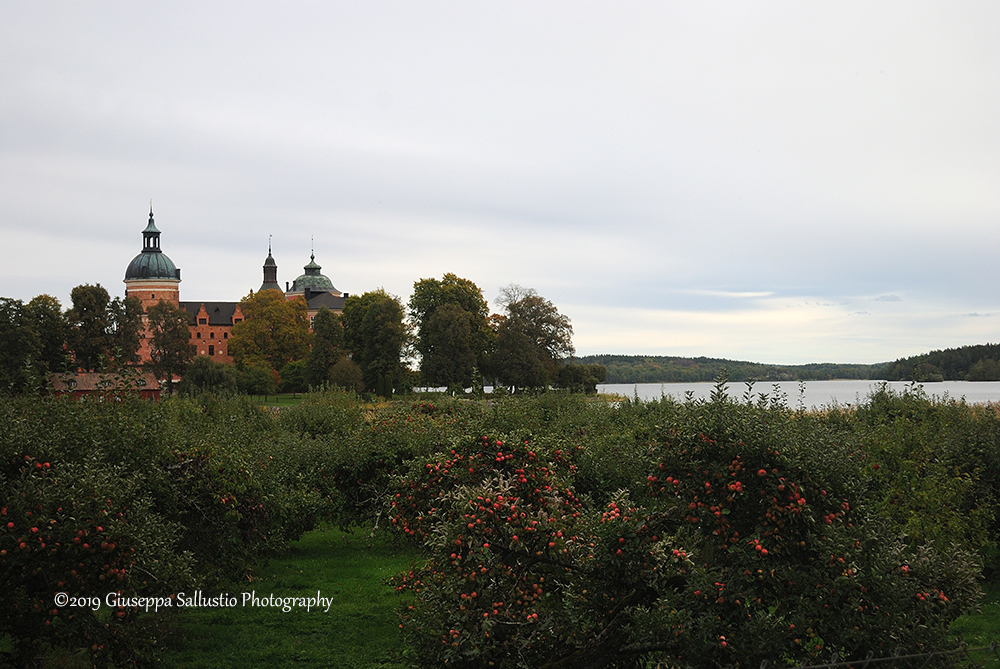 The apple orchards around Gripsholm Castle