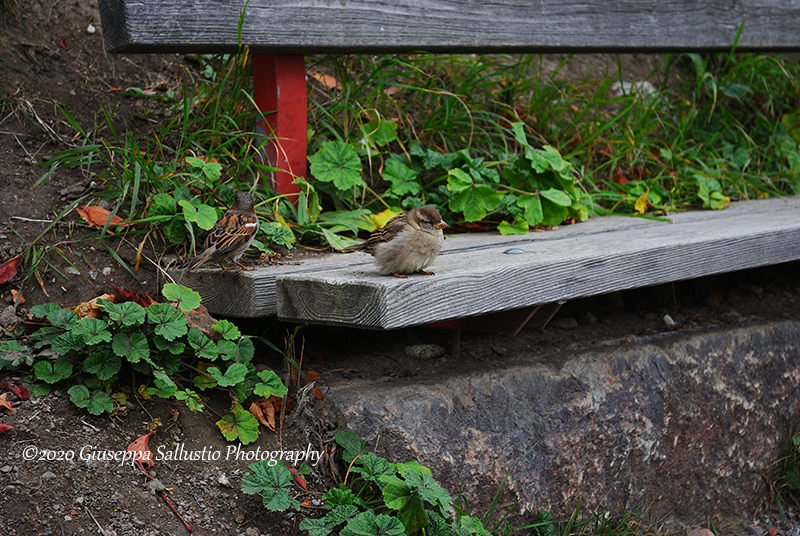 A Tale from Nature