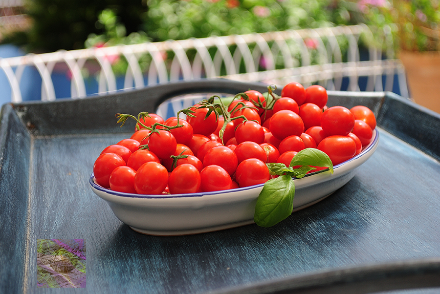 The right time for the Piennolo tomato harvesting