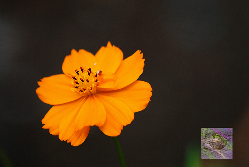 In the Kitchen Garden - Flowers, Vegetables and Quotes