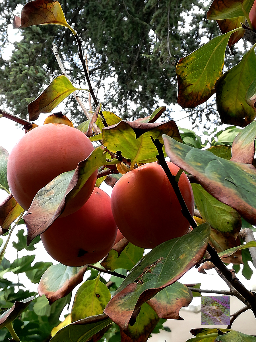 From the Project Page: In the Kitchen Garden - Flowers, Vegetables and Quotes
