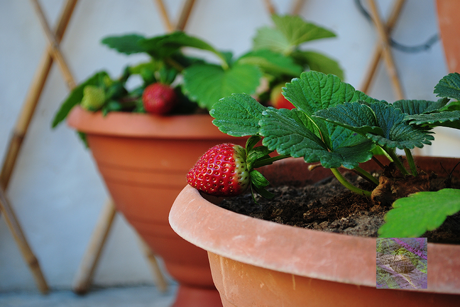 From the project page: In the Kitchen Garden - Flowers, Vegetables and Quotes