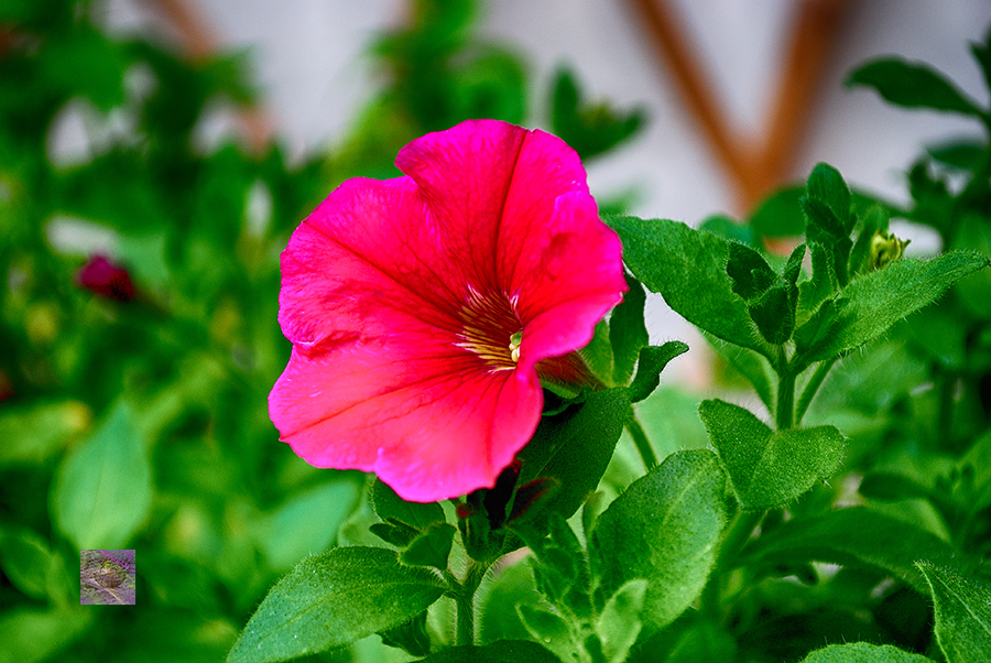 From the Project: In the Kitchen Garden - Flowers, Vegetables and Quotes