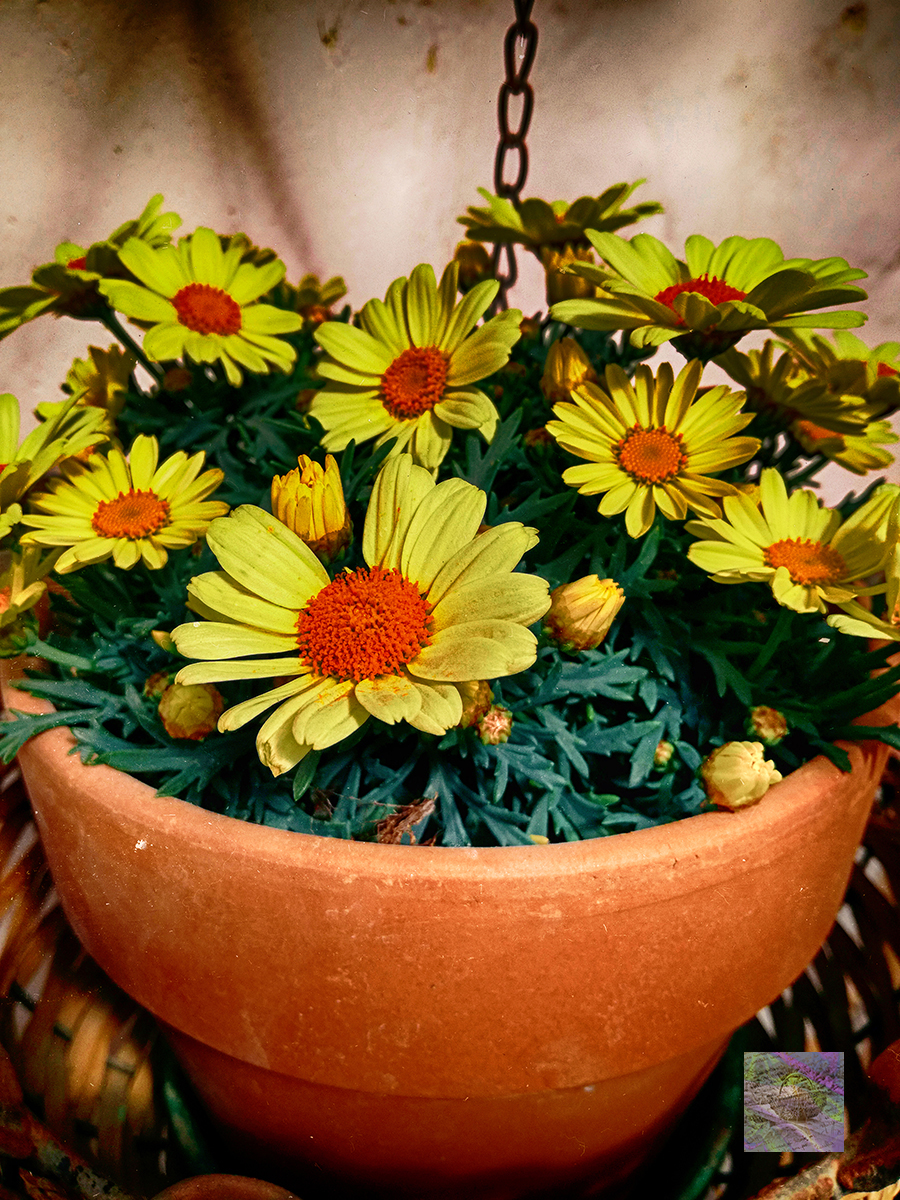 From the Project Page: In the Kitchen Garden - Flowers, Vegetables and Quotes