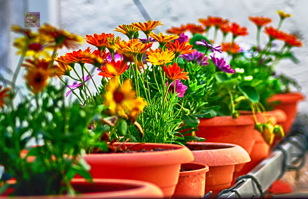 On Mother's Day - From the Project Page: In the Kitchen Garden - Flowers, Vegetables and Quotes