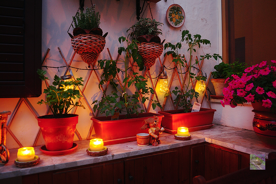 From the Kitchen Garden: Waiting for the new harvest of Datterino tomatoes