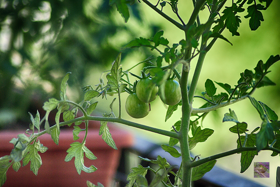 From the kitchen garden page - Golden tomatoes getting ripe on the balcony