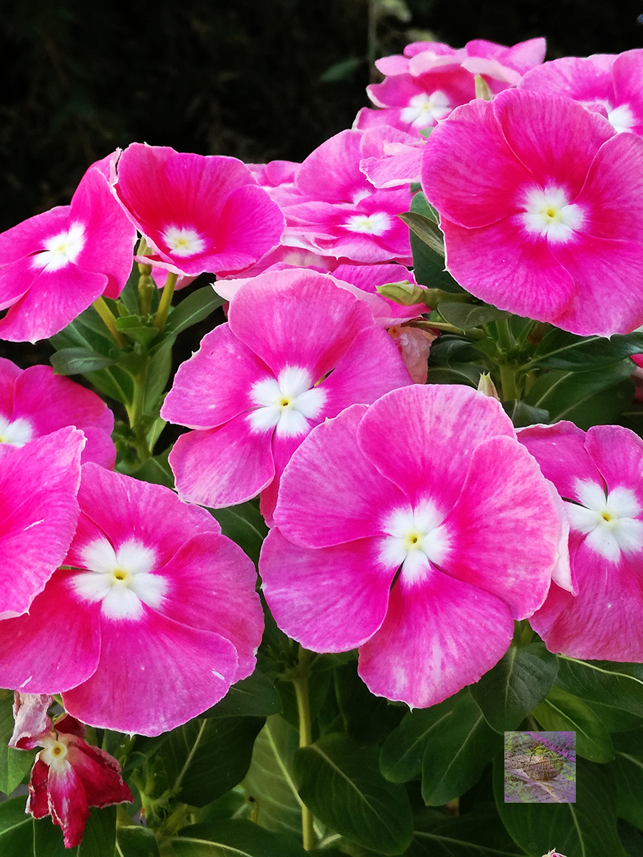 Hic et nunc: pink tones of vinca flowers on the&nbsp;balcony