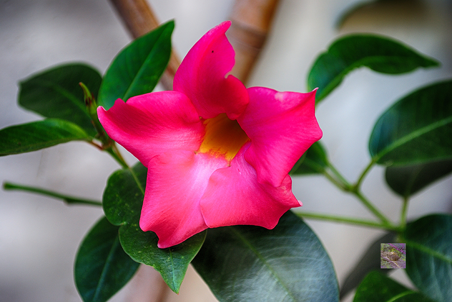 Mandevilla flowers in bloom