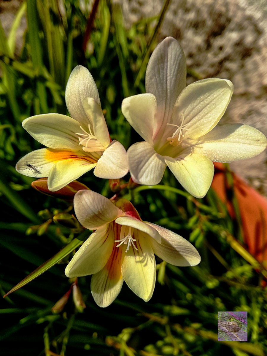From The Kitchen Garden - Flowers, Vegetables and Quotes