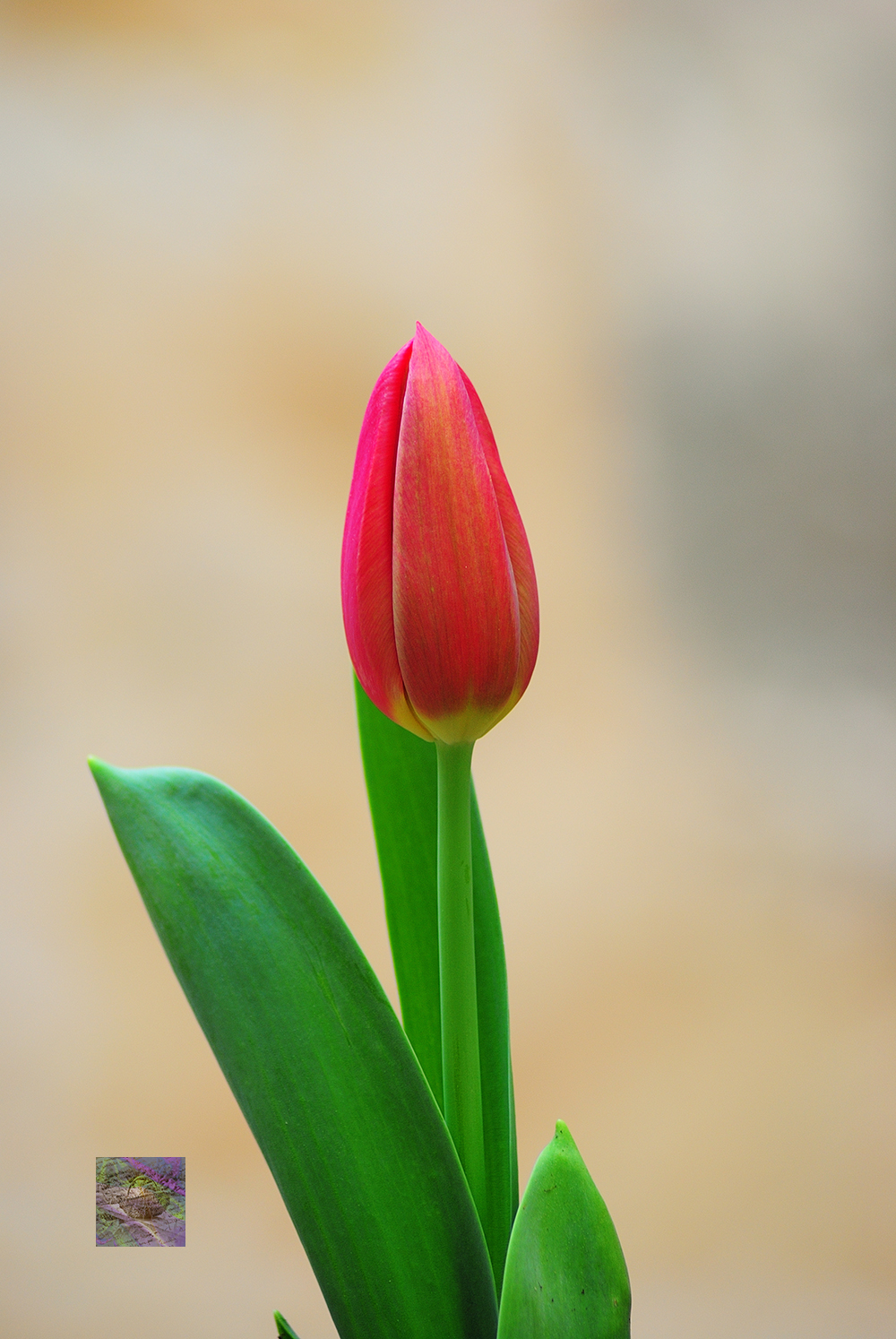 From the Garden, Flowers, Vegetables and Quotes Page