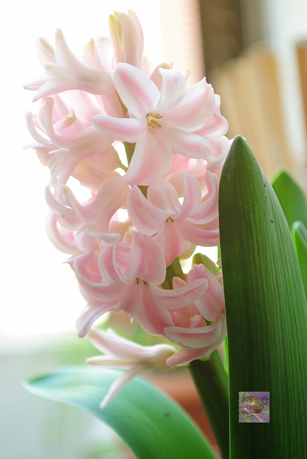 Hyacinths