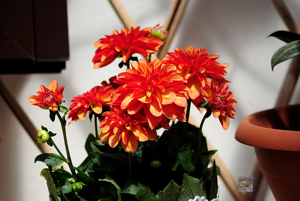 Dahlias in their glorious splendor