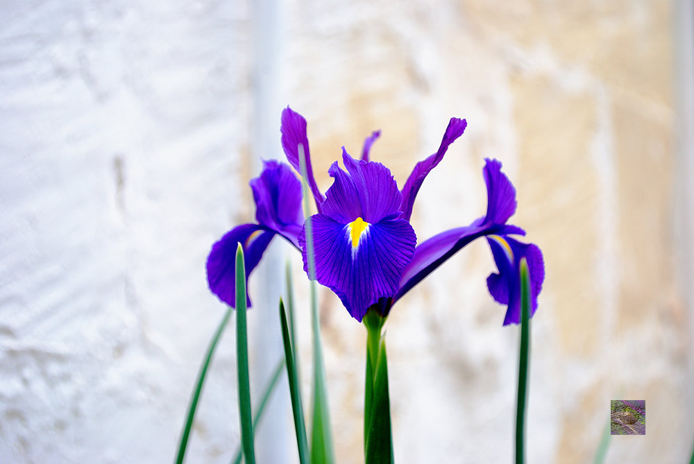 A floating blue iris