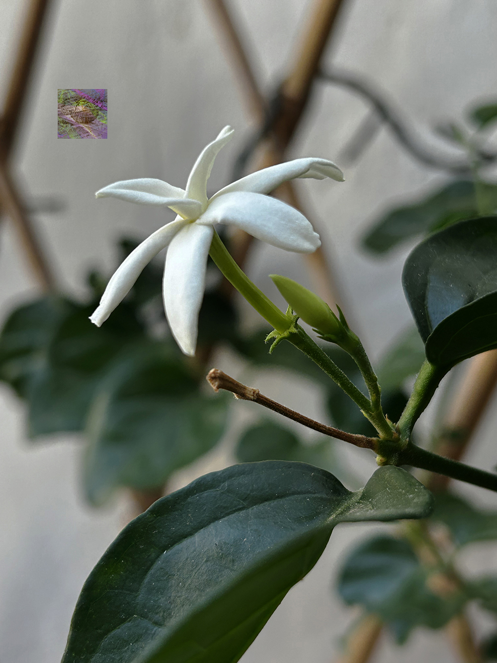 A Jasminum Sambac flower in bloom