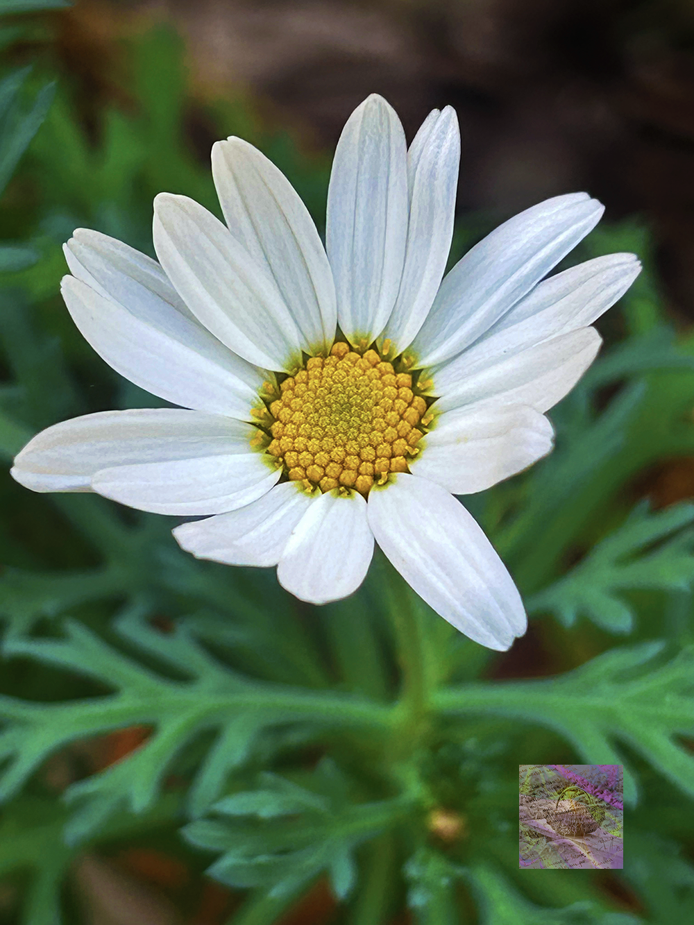The poetry of Winter: daisy blooms on the green terrace