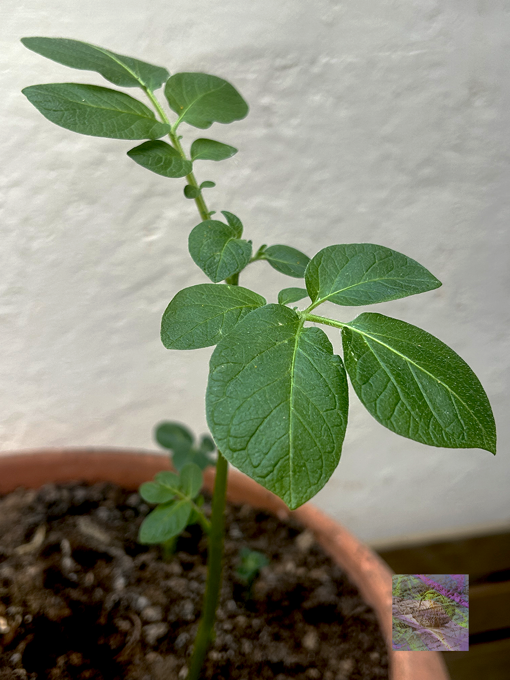 Growing Potatoes on the Green Terrace