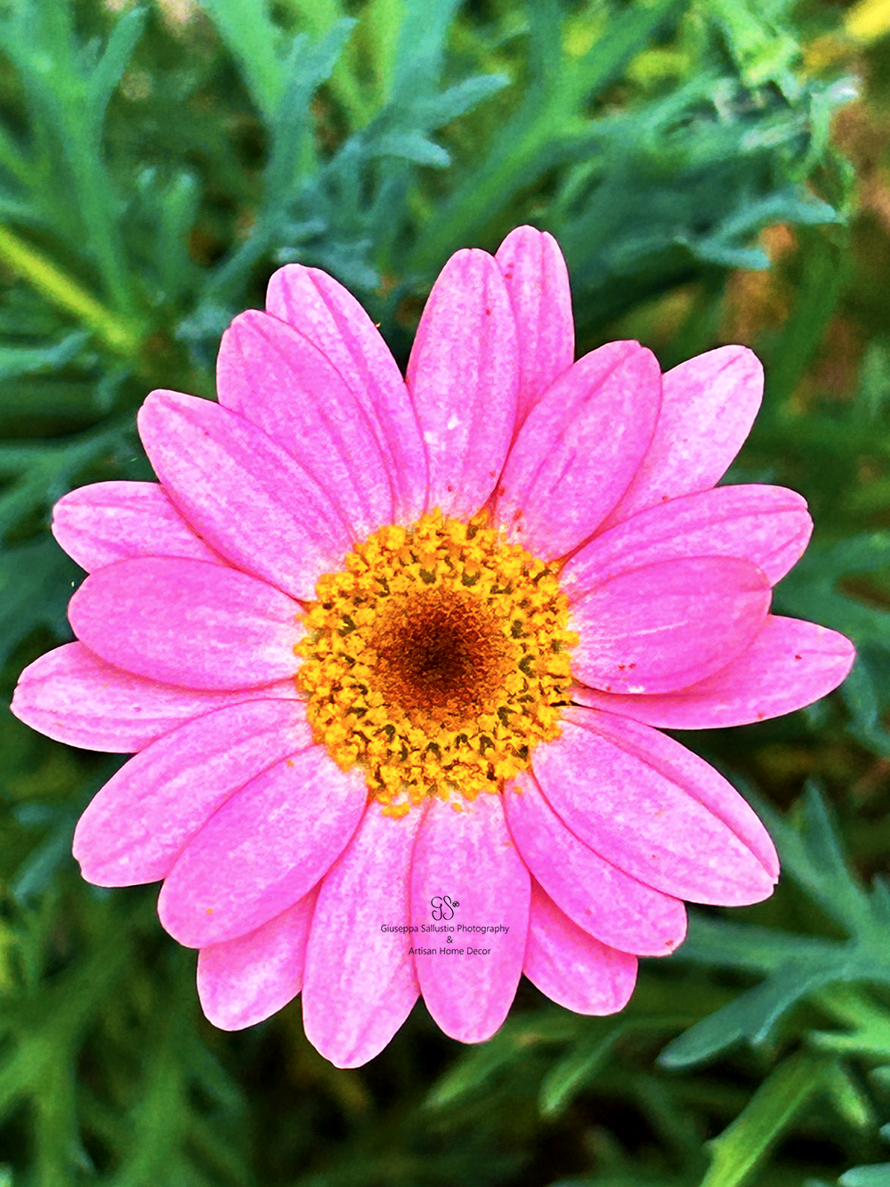 Pink daisies and animal creatures in Springtime