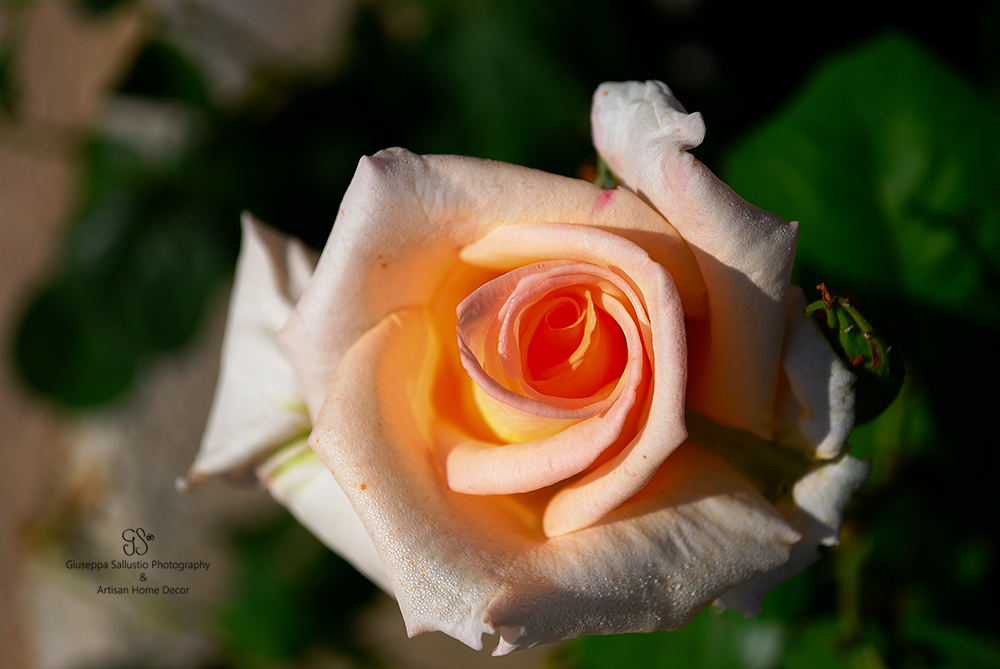 Beautiful May: Celebrating Roses