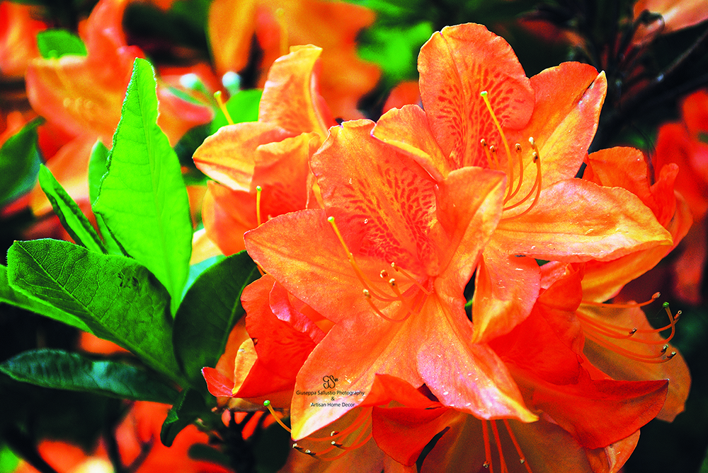 Beautiful Azaleas: Celebrate June's Blossoms